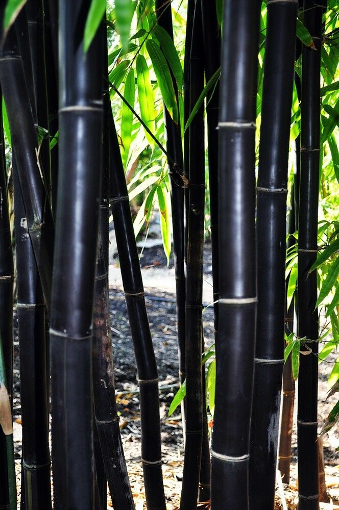 50 Timor Black Bamboo Seeds Privacy Seed Garden Clumping Exotic Shade Screen 765