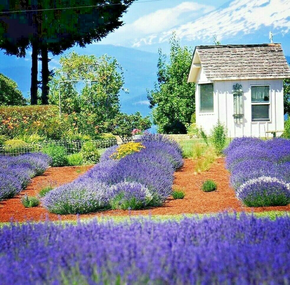 Lavender 1200+ Seeds Mosquito Repellent Autumn Plant Flower Herbal Insect Usa