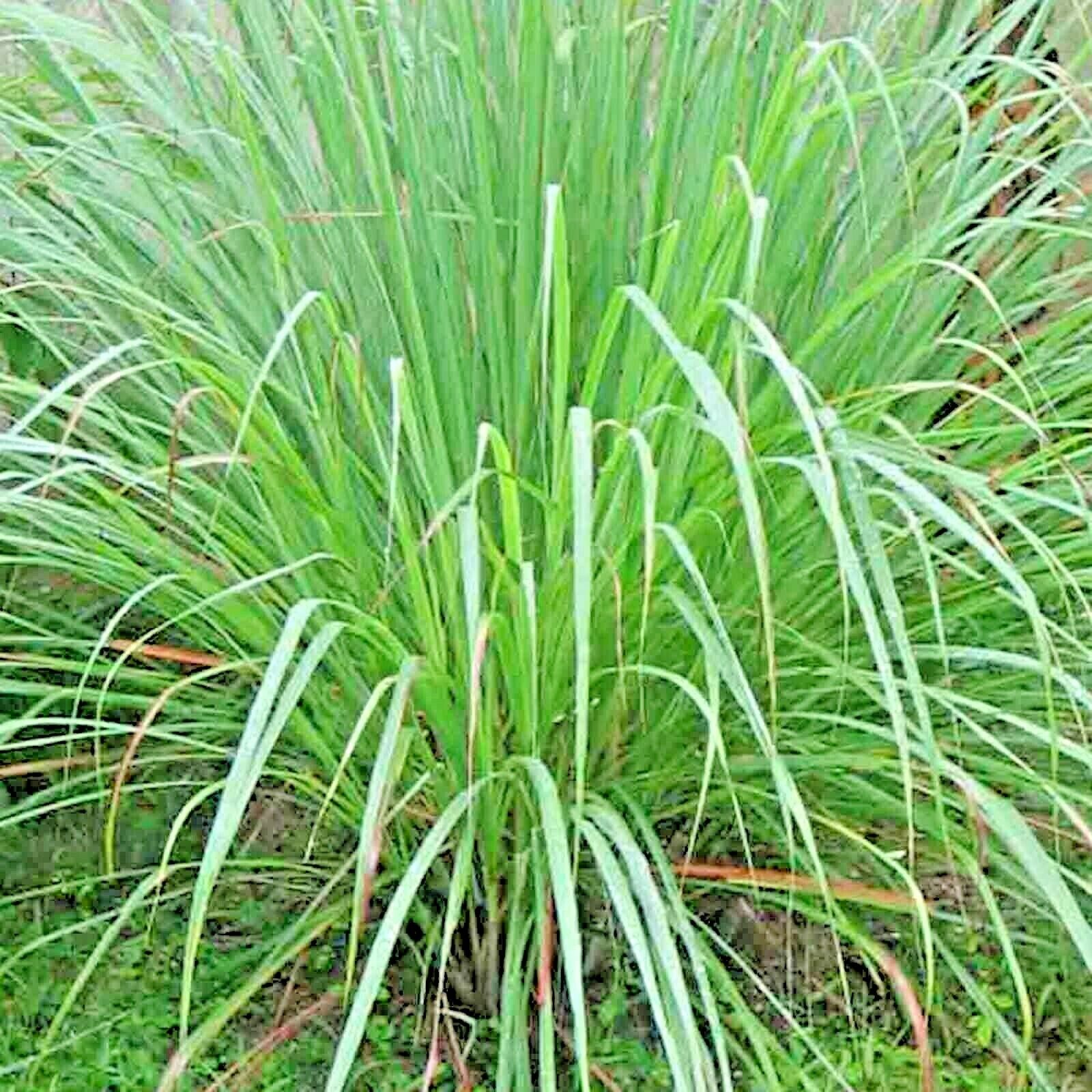 Lemongrass 300+ Seeds Lemon Grass Mosquito Insect Repellent Combined Shipping Us