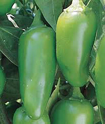 Pepper, Early Jalapeno Chille , Heirloom, Organic 25+ Seeds, Spicy Great Fresh