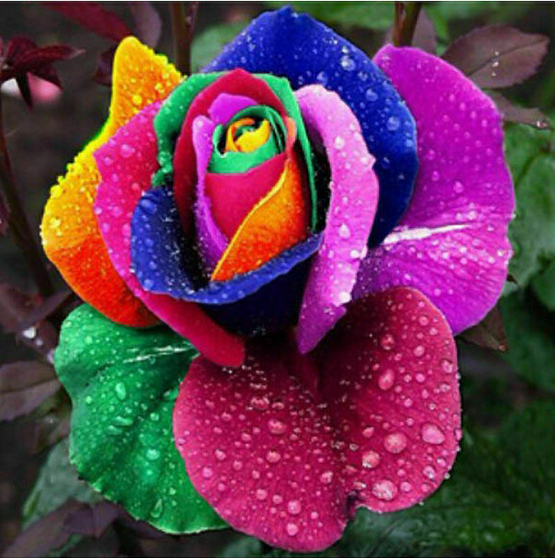 50pcs Colorful Rainbow Rose Flower Seeds Home Garden Plants Multi-color