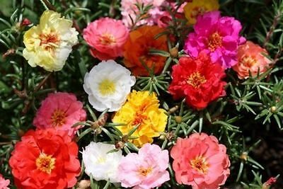 Moss Rose, Portulaca, Groco, Double Flower Mix, 550 Seeds! Groco* Buy Us Usa