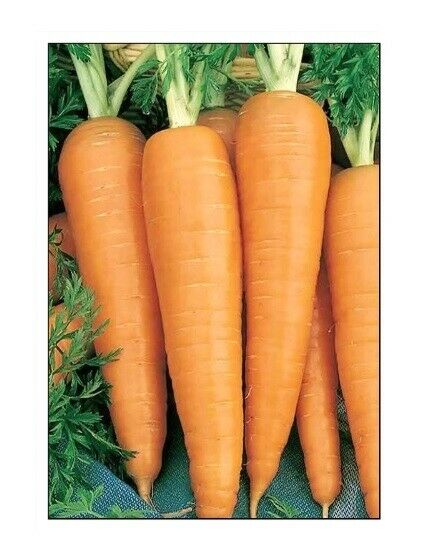Danvers 126 Carrot Seeds | Non-gmo | Heirloom | Fresh Vegetable Seeds