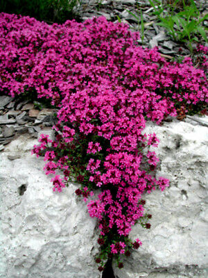 Red Creeping Thyme Seeds, Groundcover Seeds, Heirloom Non-gmo Seeds, 100ct