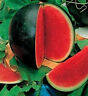 100 Sugar Baby Watermelon Citrullus Lanatus Sweet Red Fruit Melon Vine Seeds