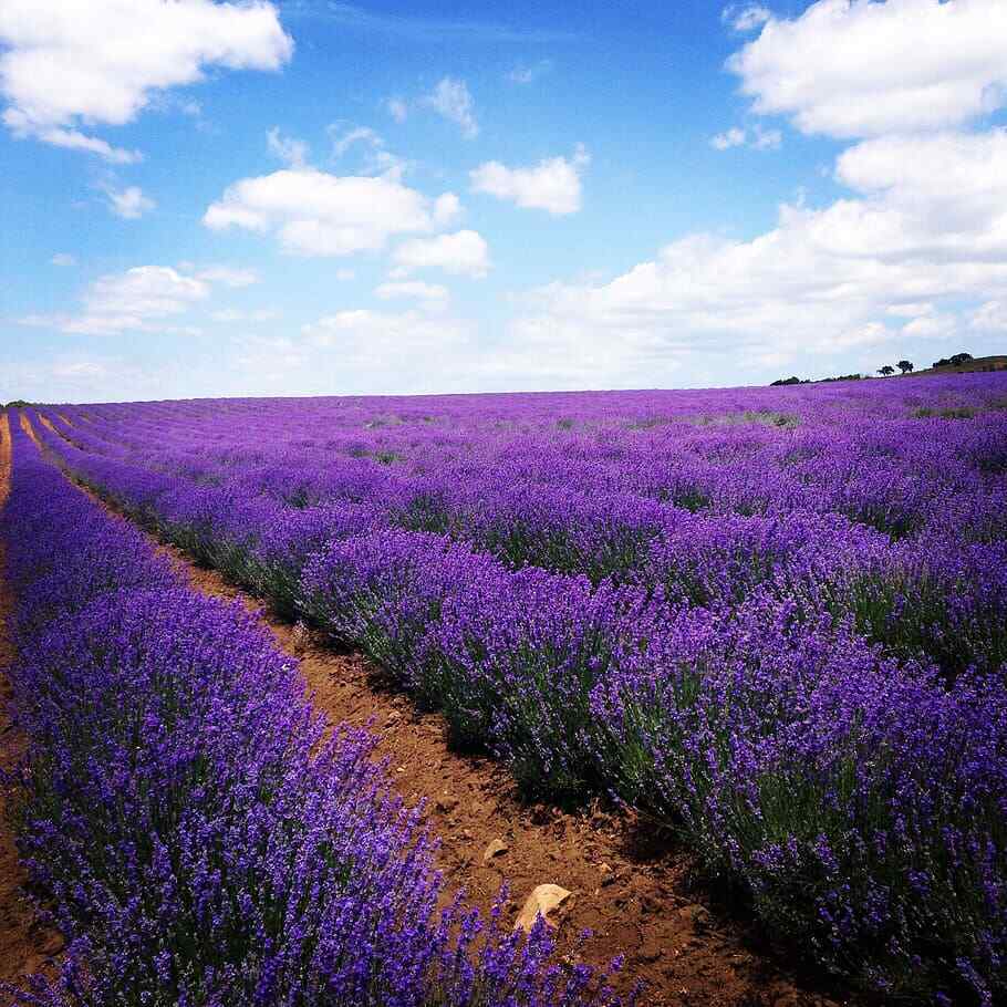 Lavender Vera 1200+ Seeds Fragrant Perennial Mosquito Insect Repellent Hardy Usa