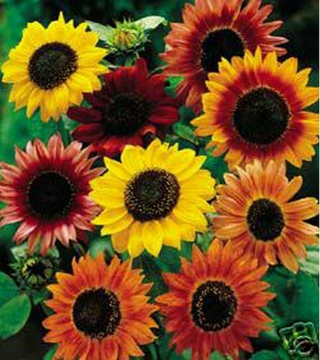 Sunflower- Autumn Beauty Mix- 100 Seeds- Bogo 50% Off Sale