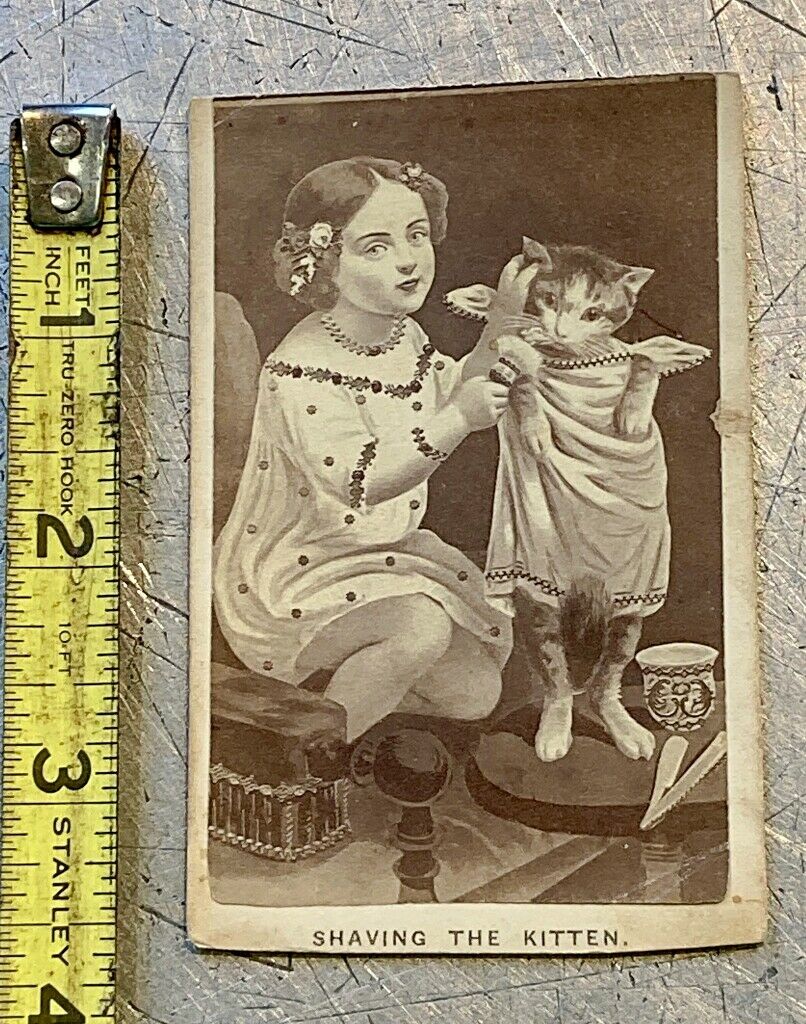 Victorian Shaving The Kitten Cat Shave Image Antique Print
