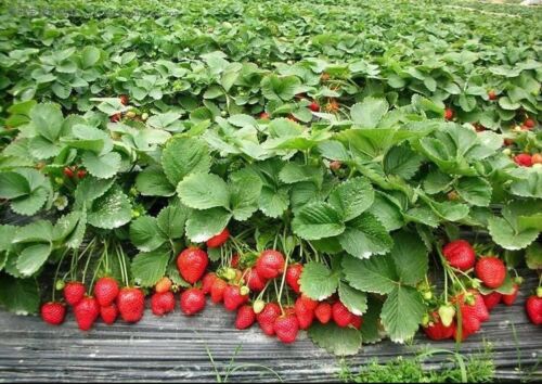 *new*  Strawberry * Giant* , Largest Fruit , Everbearing 105 Seeds