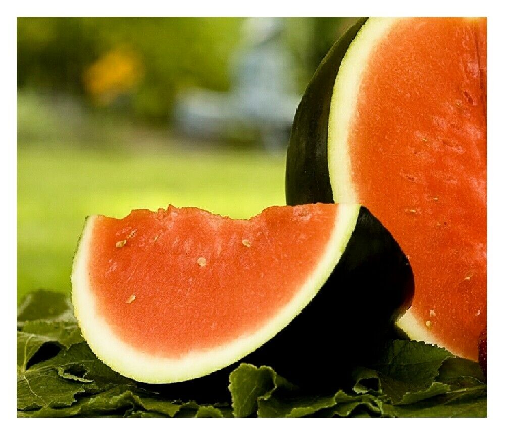 Sugar Baby Watermelon | Non-gmo | Heirloom | Fresh Garden Seeds