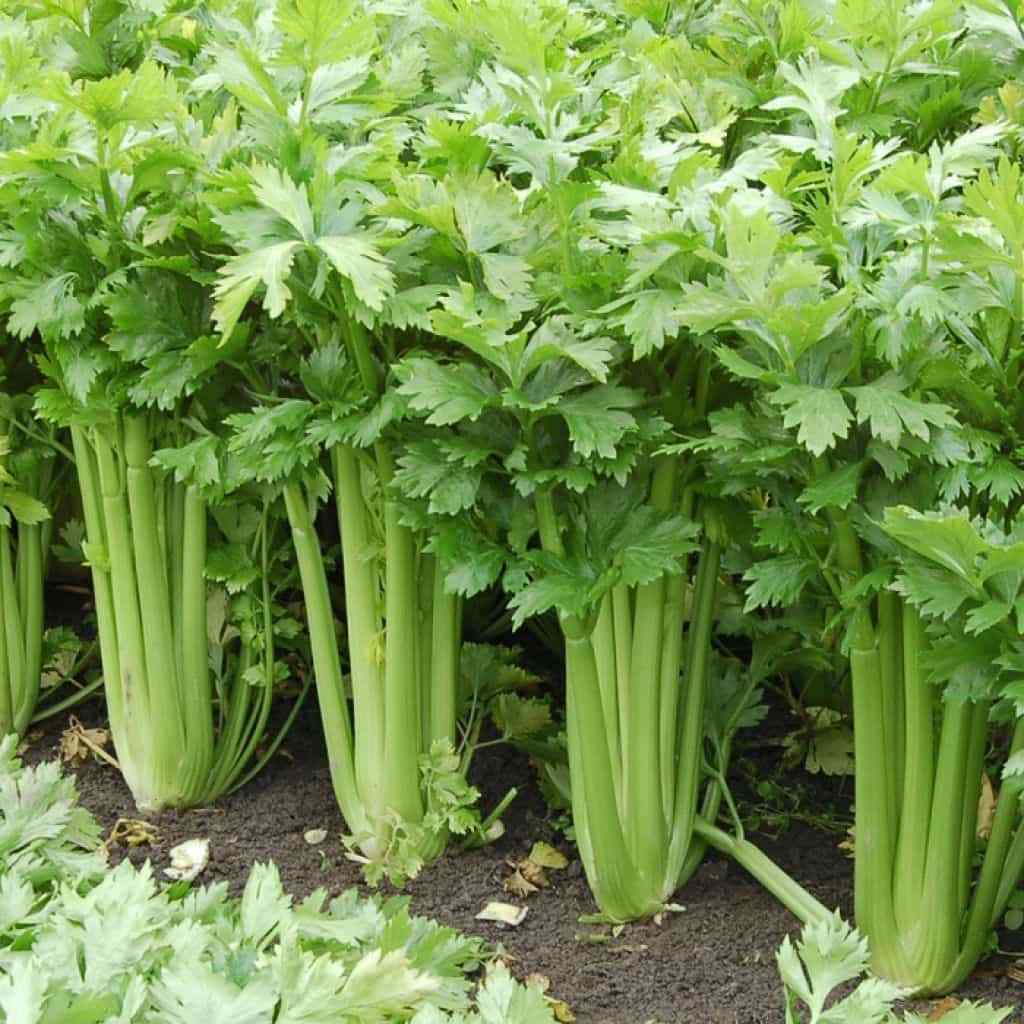 2500+ Tall Utah Celery Seeds | Non-gmo | Fresh Garden Seeds Usa Grown Heirloom