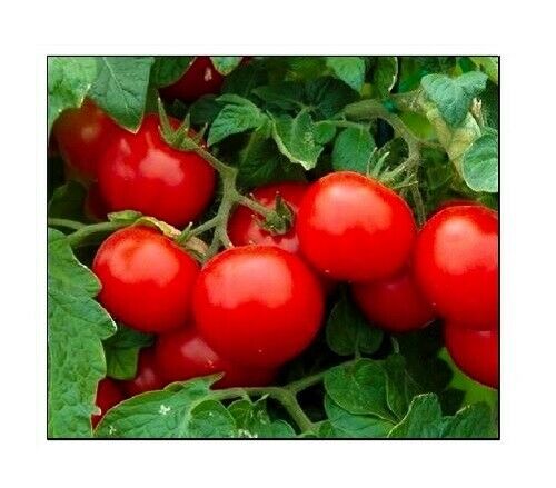 Cherry Tomato Seeds Large | Non-gmo |  Heirloom | Fresh Vegetable Seeds