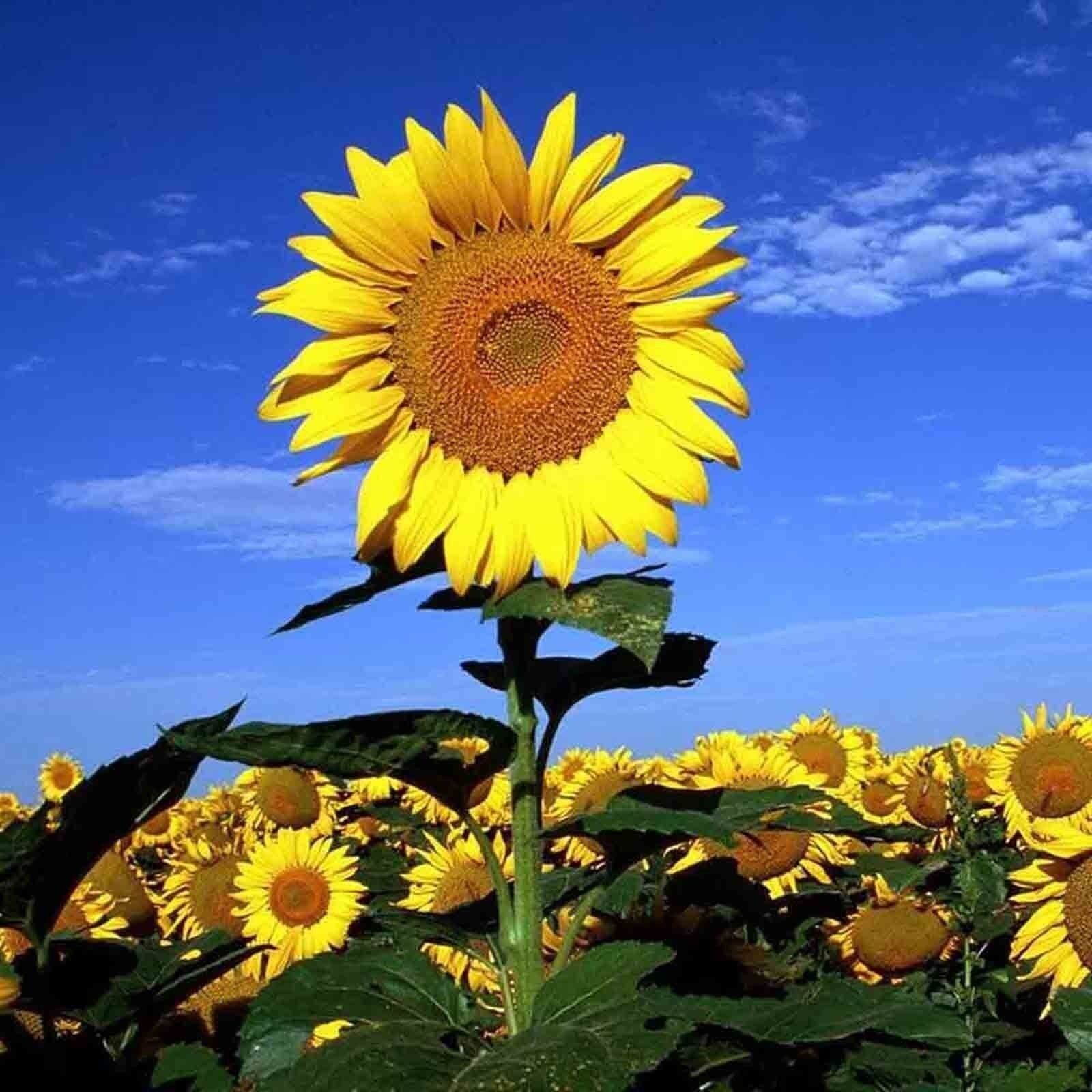Striped Super Tall Rare Sunflower 30 Seeds Giant Mammoth Combined Shipping Usa